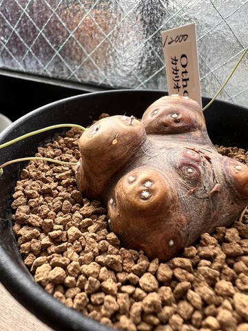 オトンナ・カカリオイデス : *green life*