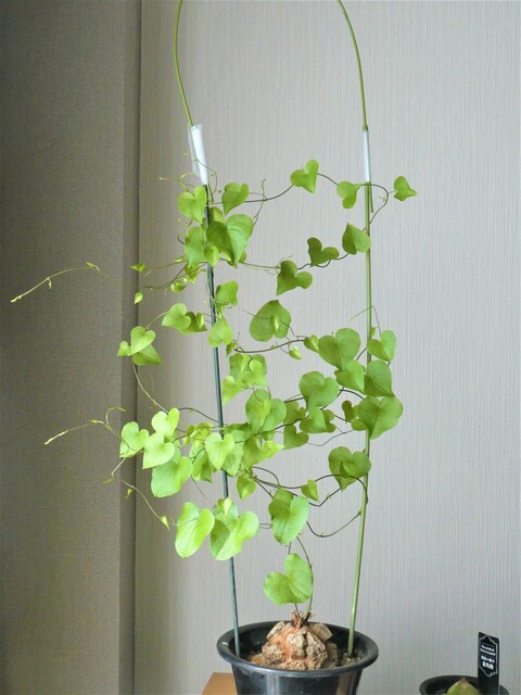 亀甲竜栽培記録【2020】亀甲竜の新芽が2本！ : *green life*