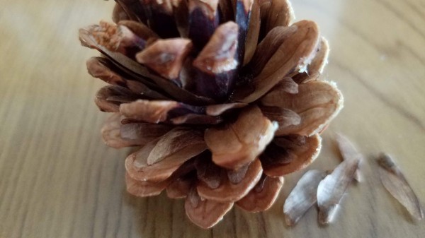 松ぼっくりから松を育てる : *green life*