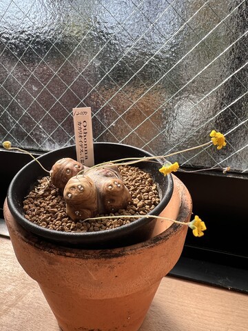 オトンナ・カカリオイデス : *green life*