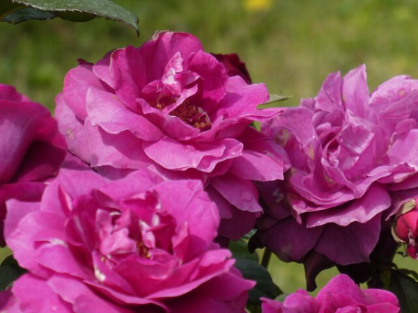 花菜ガーデンを彩るバラたち その2 : *green life*