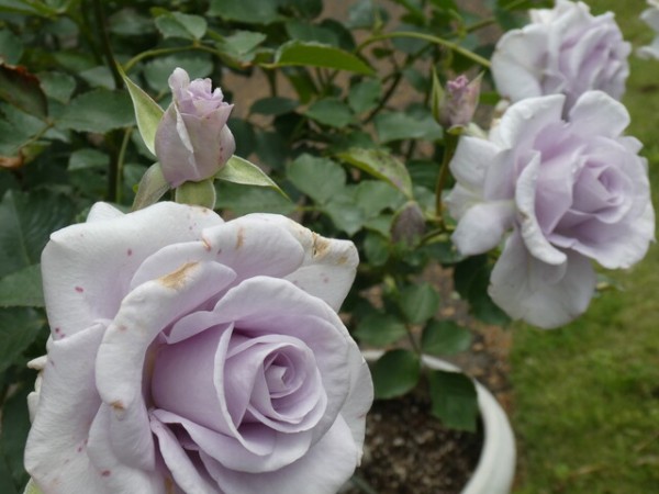 花菜ガーデンを彩るバラたち その2 : *green life*