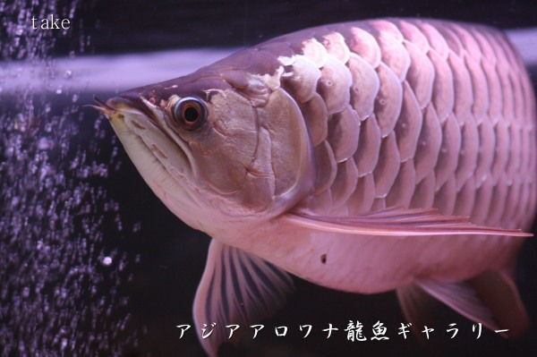 ｐｈ降下の為 サンゴを使う 私は ｎｏ アジアアロワナ龍魚ギャラリー ブログ編