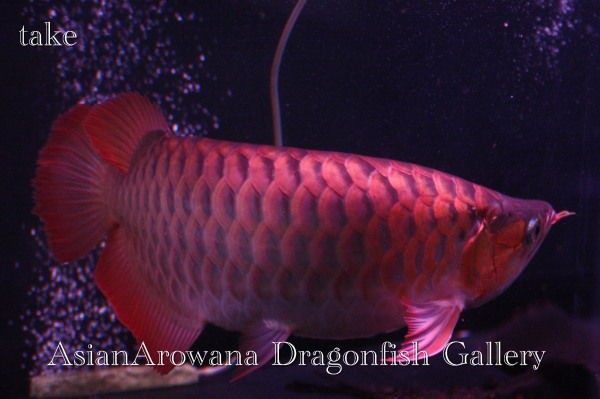 高水温に強い魚 弱い魚 アジアアロワナ龍魚ギャラリー ブログ編