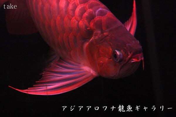紅龍を赤くする為の低ｐｈ アジアアロワナ龍魚ギャラリー ブログ編