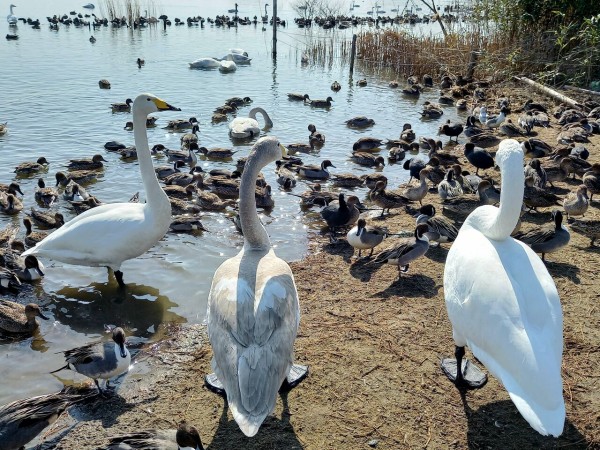 餌を食べる白鳥 茨城東海岸