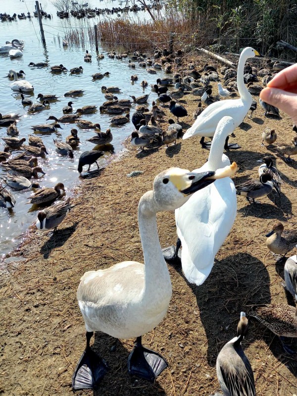餌を食べる白鳥 茨城東海岸 餌を食べる白鳥 茨城東海岸