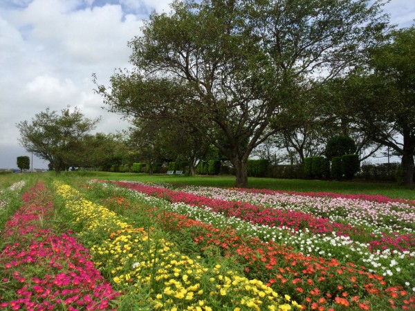 ポーチュラカ 茨城東海岸