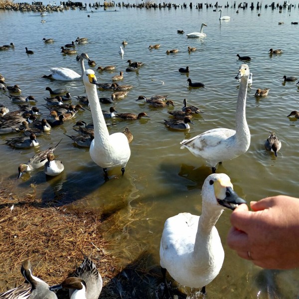 餌を食べる白鳥 茨城東海岸