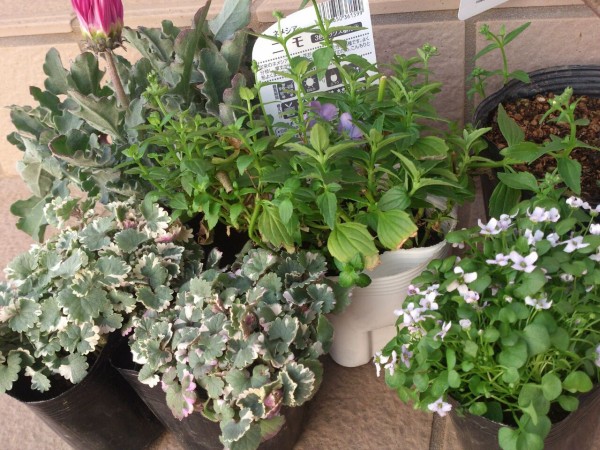 花壇の花 を植え付けました 茨城東海岸 花壇の花 を植え付けました 茨城東海岸