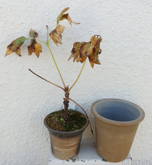 実生5年目牡丹10月植え替え 盆栽な感じで 的な