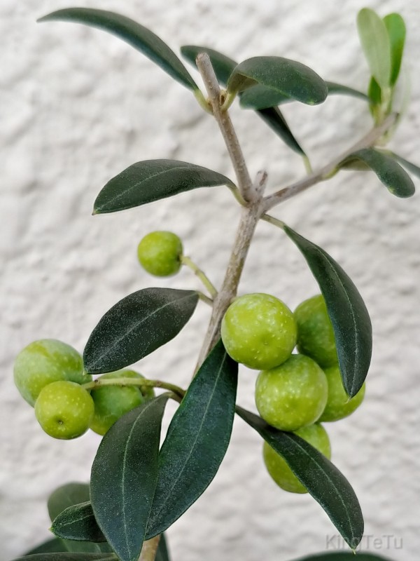 オリーブの結実in19 盆栽な感じで 的な