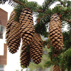 今日の木は クリスマスツリー 長野出張所ブログ