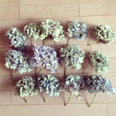紫陽花のドライフラワー作り Kinoko Entertainment