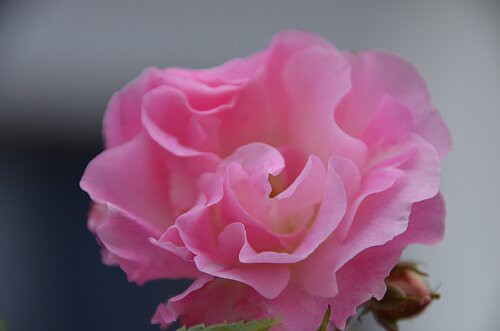 ピンクサマースノー 春霞 ５月に咲いたバラ ふう子の庭いじり