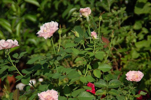 河本バラ園の ラ マリエ が又咲き出しました ふう子の庭いじり Privateblog