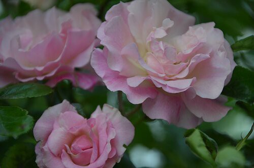 ピンク サマースノー ５月に咲いたバラ ふう子の庭いじり Privateblog