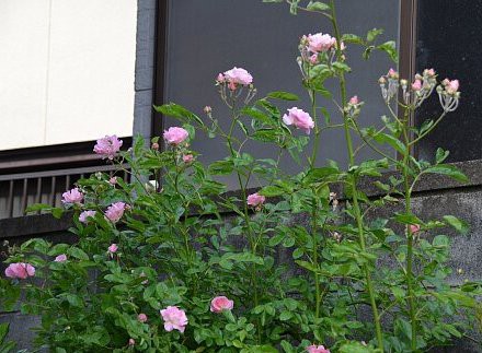 ピンクサマースノー 春霞 ５月に咲いたバラ ふう子の庭いじり Privateblog
