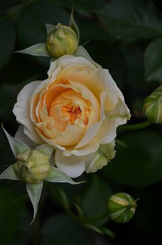 ハープシコード ５月のバラ ふう子の庭いじり Privateblog