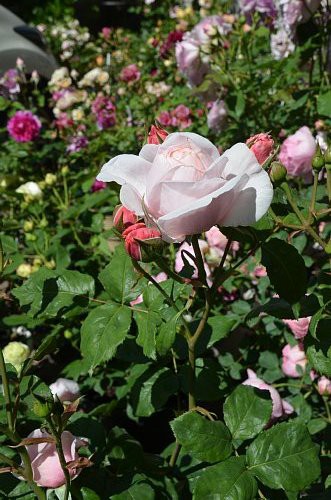 ナエマ ５月のバラ ふう子の庭いじり Privateblog