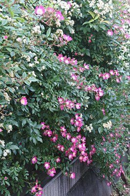 ラティスのモッコウバラ ふう子の庭いじり Privateblog