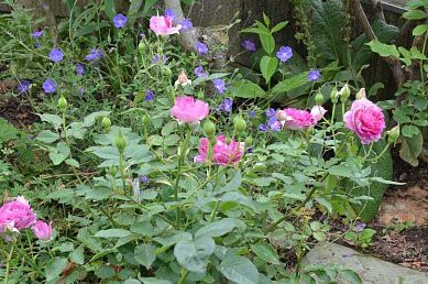 シェエラザード 6 7月の花 ふう子の庭いじり Privateblog