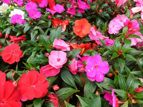 夏花壇はニューギニア インパチェンスで キントラ種苗 オフィシャルブログ