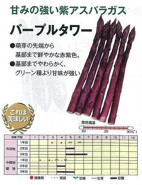 入荷情報 紫アスパラガス苗 キントラ種苗 オフィシャルブログ