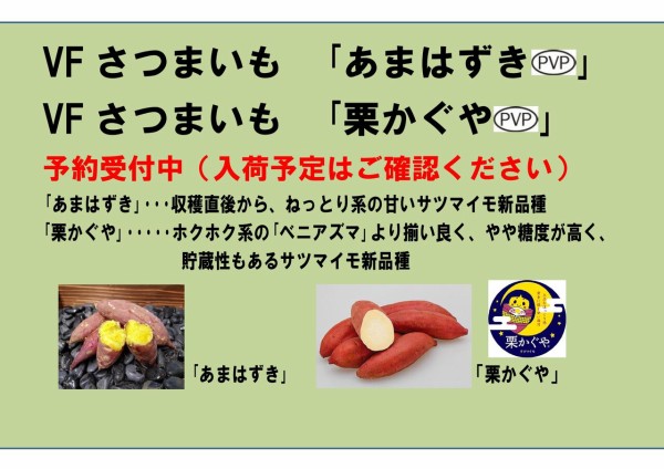 あまはづき苗130本栗かぐや15ウィルスフリー 広い
