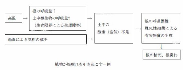 水やりは朝か夕方か 近畿大学 薬用植物園のブログ
