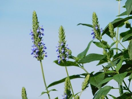 食べることのできる植物 3 近畿大学 薬用植物園のブログ