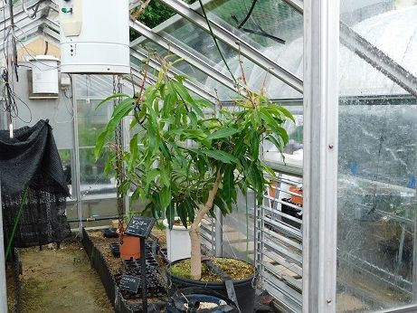 マンゴーの植え替え 近畿大学 薬用植物園のブログ
