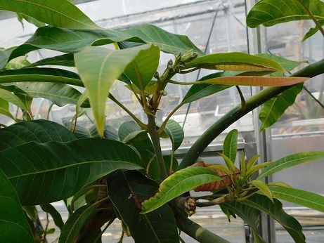 マンゴーの植え替え 近畿大学 薬用植物園のブログ