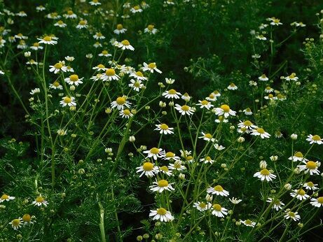 現在の状況220506 : 近畿大学 薬用植物園のブログ