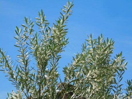 現在の開花状況0521 近畿大学 薬用植物園のブログ