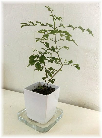 観葉植物の観察日記 本日も晴天なり 観葉植物の観察日記 本日も晴天なり