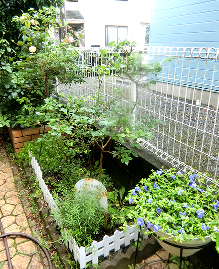 収穫の夏 本日も晴天なり