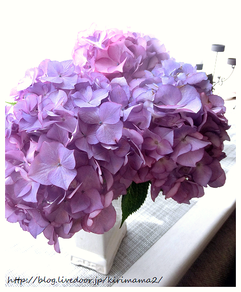 花のある暮らし 本日も晴天なり 花のある暮らし 本日も晴天なり