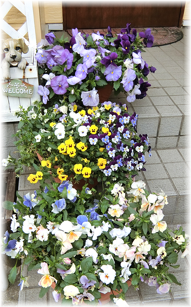 4月の庭 本日も晴天なり 4月の庭 本日も晴天なり