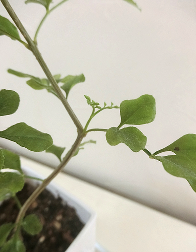 観葉植物の観察日記 本日も晴天なり