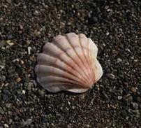 貝の家紋 板屋貝 Itayagai 家紋の真実