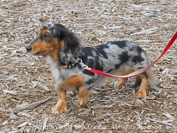 犬種わかるかな でこぼこトイプードル日記 ニャン