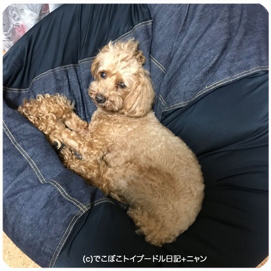 人も犬もだめにするクッション でこぼこトイプードル日記 ニャン