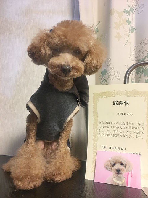 モコ 学校モデル犬卒業 でこぼこトイプードル日記 ニャン