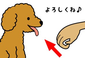 犬との挨拶 でこぼこトイプードル日記 ニャン