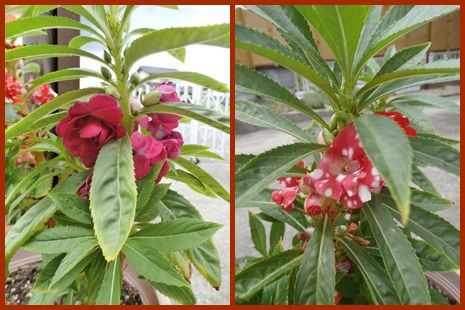 ホウセンカとケイトウ 季節の花のブログ