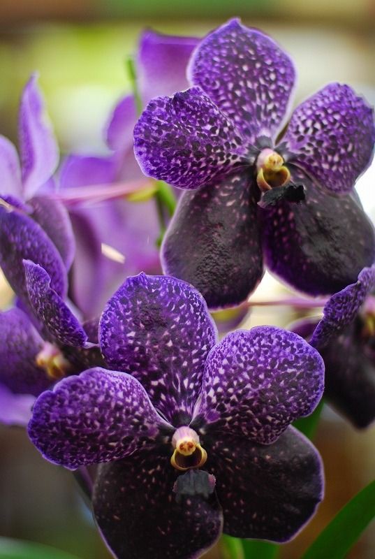 バンダ Vanda 季節の花 花心 Kashin 公式ブログ