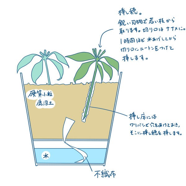 挿し木カルミアが咲きました 草のblog