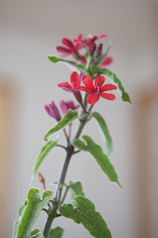 オキシペタラム ローズスター 草のblog