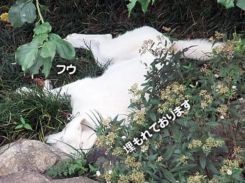 雨のヘリ 大宮の風